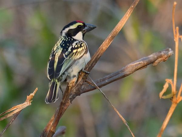 Kaapse baardvogel (Tricholaema leucomelas)